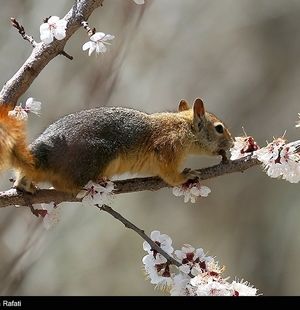 بازیگوشی سنجابهای همدانی