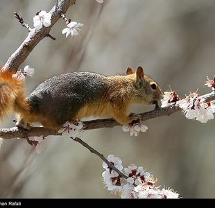 بازیگوشی سنجابهای همدانی
