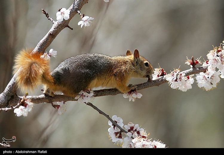 بازیگوشی سنجابهای همدانی