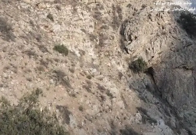 مشاهده پلنگ مادر به همراه دو توله در حال تغدیه در سوادکوه 
