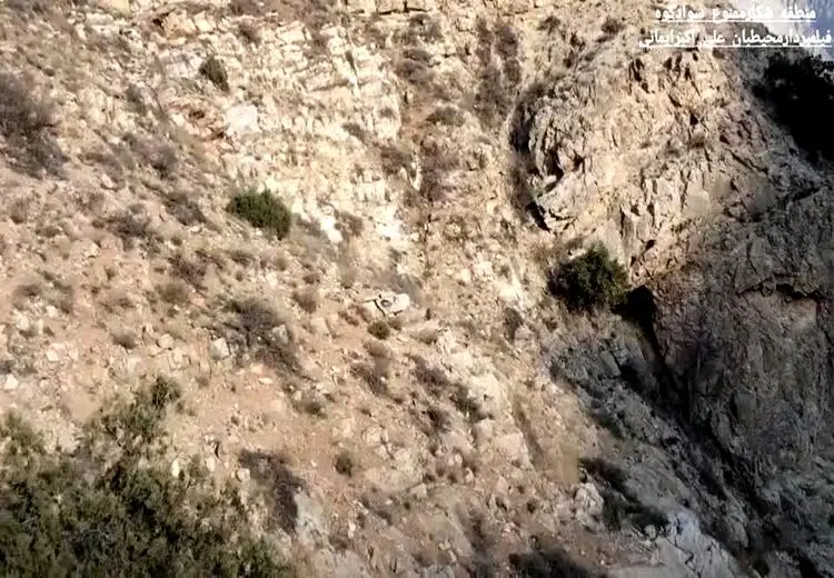 مشاهده پلنگ مادر به همراه دو توله در حال تغدیه در سوادکوه 