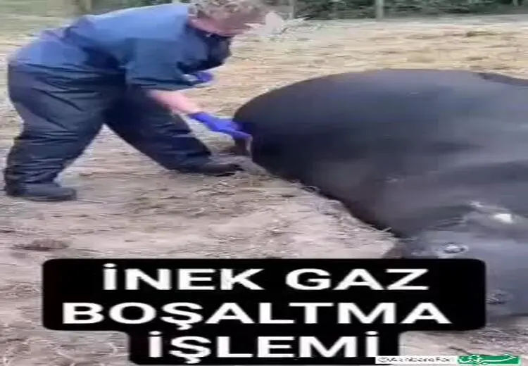 نجات جان یک گاو با خالی کردن گاز شکم