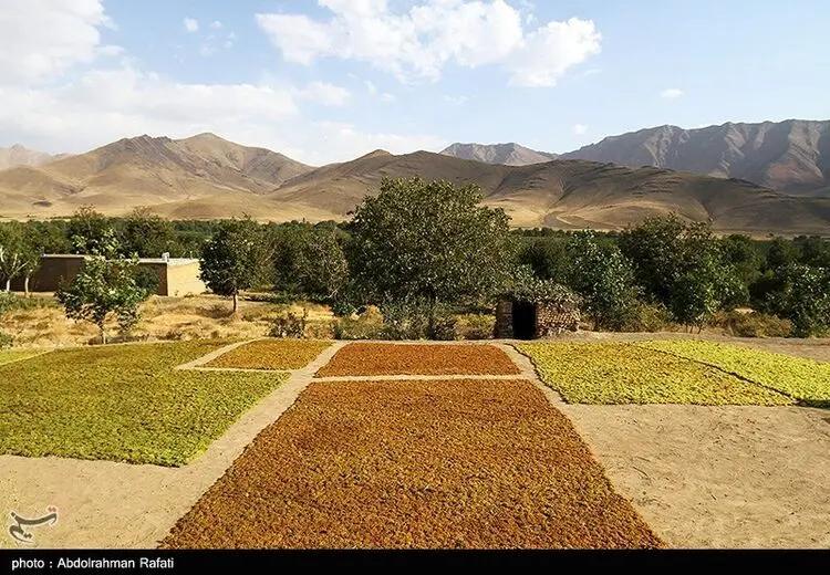 تولید کشمش