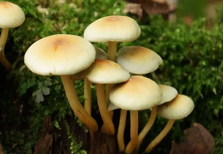 هشدار درباره مسمومیت با قارچ‌های سمی