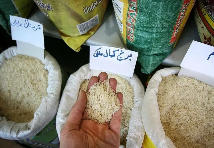 برنج ایرانی گران شد/ علت چیست؟