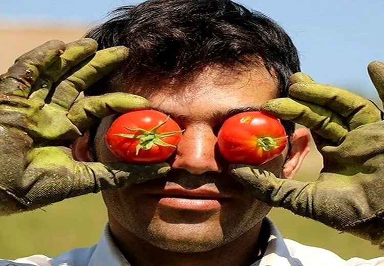  صادرات گوجه فرنگی ممنوع شد