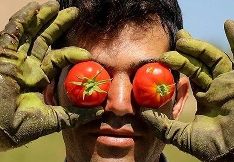  صادرات گوجه فرنگی ممنوع شد