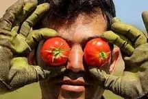  صادرات گوجه فرنگی ممنوع شد