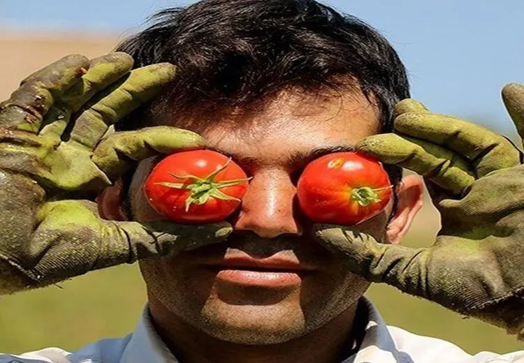  صادرات گوجه فرنگی ممنوع شد