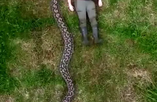  کشف درازترین مار وحشی جهان 