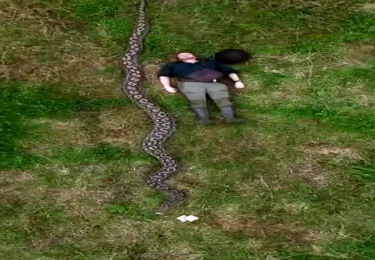  کشف درازترین مار وحشی جهان 