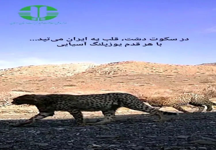 مشاهده مهشاد به همراه ۴ توله‌اش
