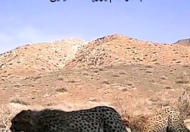 مشاهده مهشاد به همراه ۴ توله‌اش