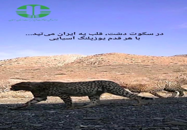مشاهده مهشاد به همراه ۴ توله‌اش