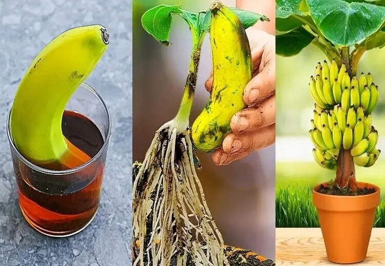  روش کاشت بی دردسر موز در خانه!