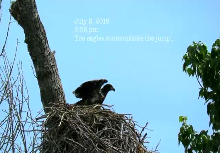 لحظه دیدنی غذادادن عقاب به بچه‌اش​