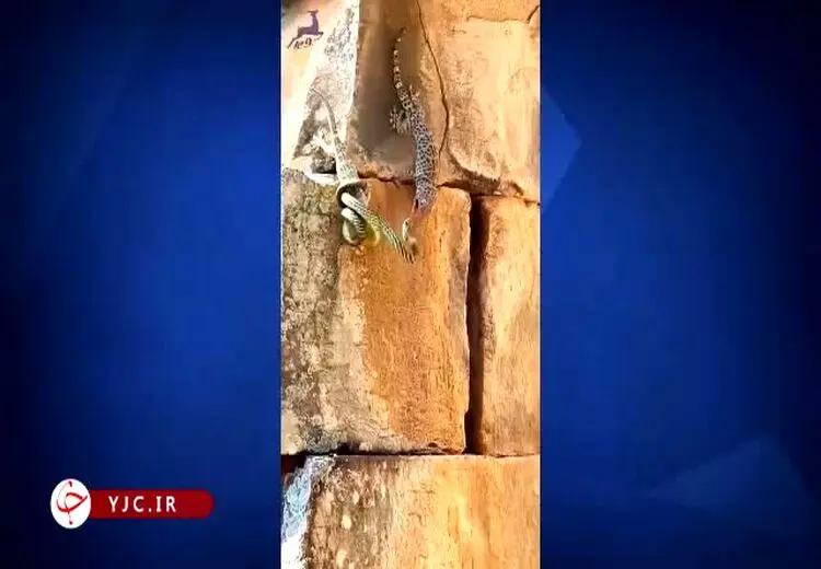 حمله مارمولک شجاع به مار برای نجات جفتش!