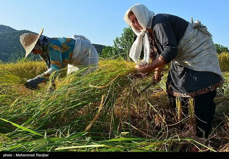 آخرین روزهای برداشت برنج 