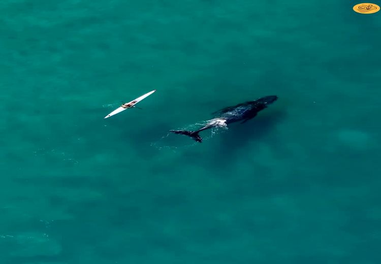 لحظات هیجان انگیز تعقیب یک قایق توسط یک نهنگ کنجکاو