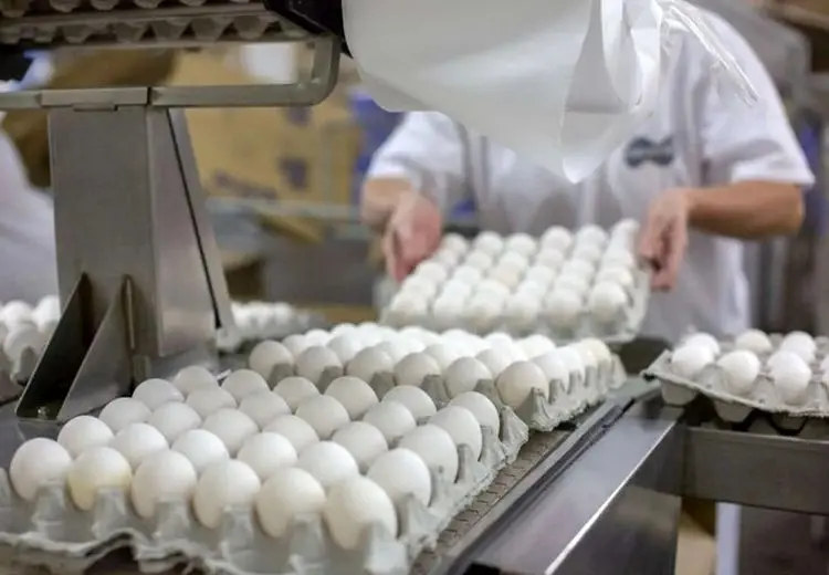 تکان شدید قیمت تخم مرغ در بازار