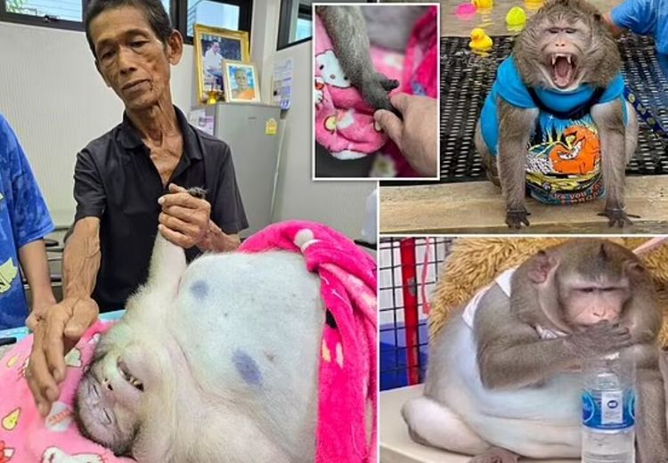 مرگ گودزیلای تایلندی به خاطر چاقی + عکس