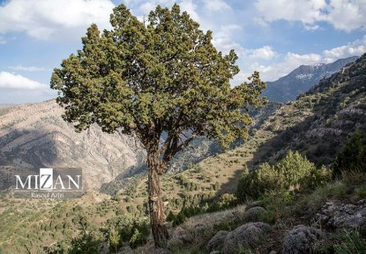 درخت ارس با عمر بیش از ۲ هزار سال+ عکس