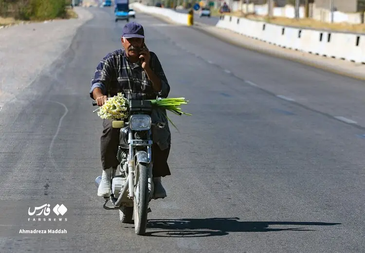 فروش نرگس شیراز