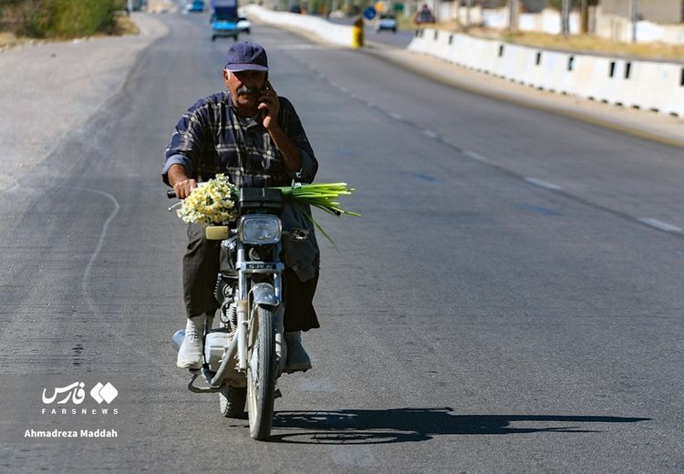 فروش نرگس شیراز