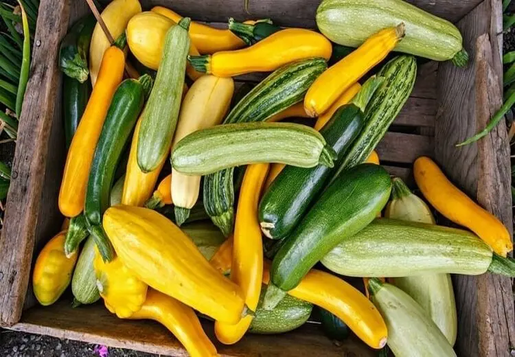 فواید کدو سبز برای سلامتی
