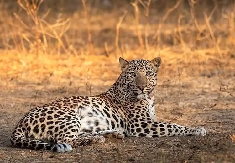 مشاهده یک قلاده پلنگ ایرانی در نزدیکی تهران + عکس