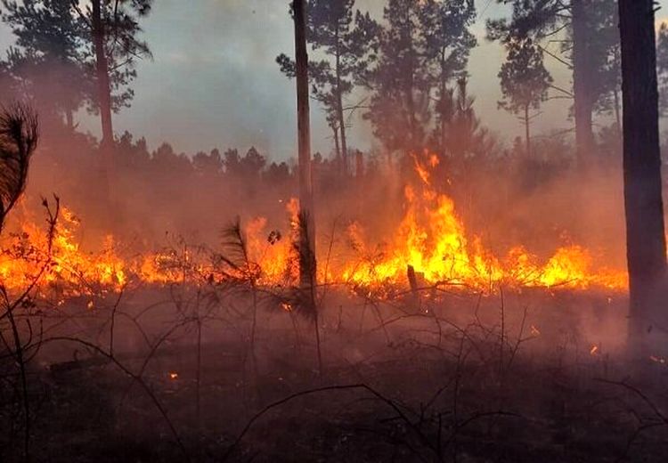 آتش سوزی در عرصه‌های طبیعی ۵ شهرستان گیلان