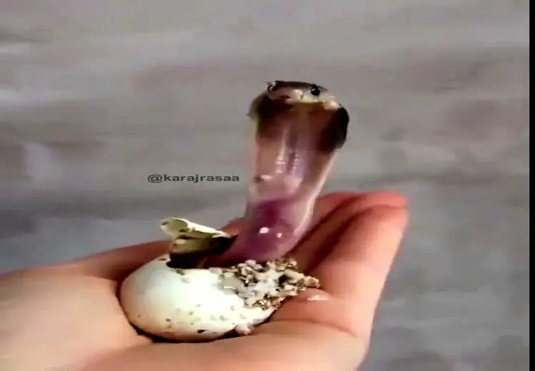  لحظه تولد مار کبری!