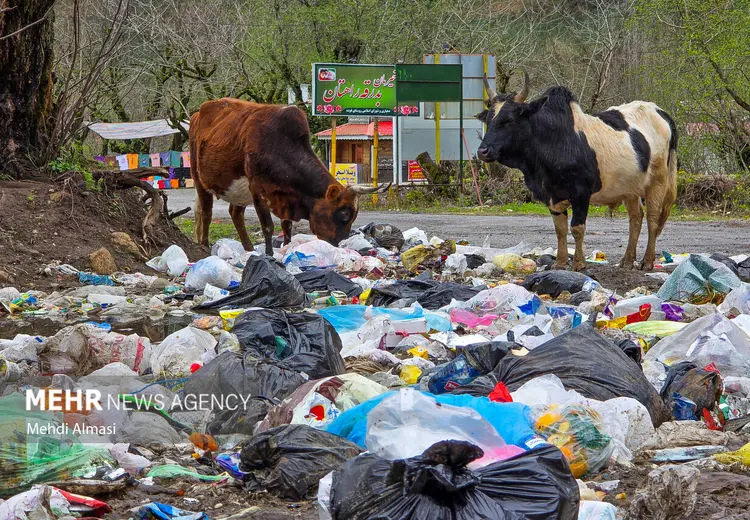  حجم پسماند سه استان برابر با تهران / شمال ایران زیر کوه زباله