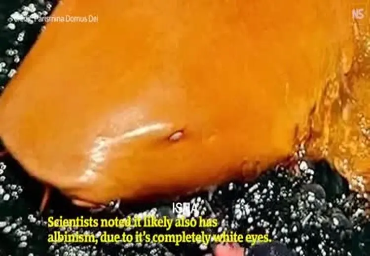 مشاهده یک کوسه نارنجی‌رنگِ نادر 