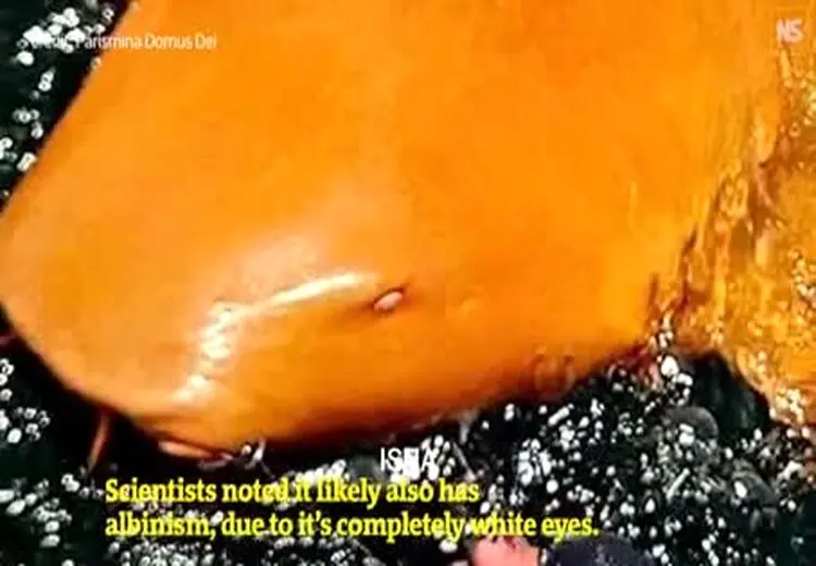 مشاهده یک کوسه نارنجی‌رنگِ نادر 