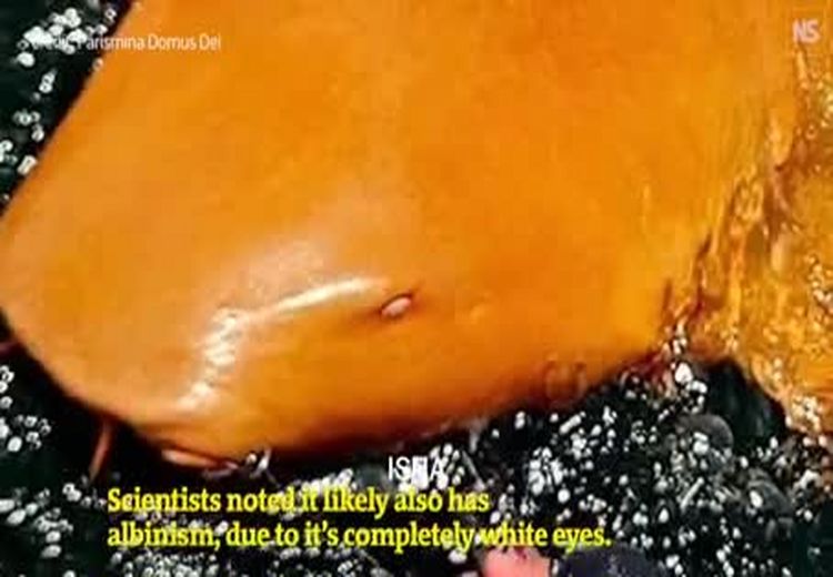 مشاهده یک کوسه نارنجی‌رنگِ نادر 