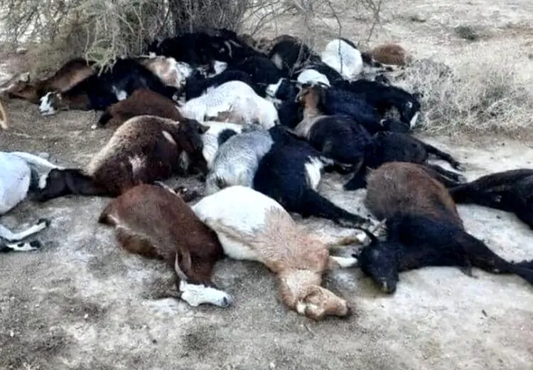 مرگ یک چوپان و 100 راس گوسفند بر اثر خفگی