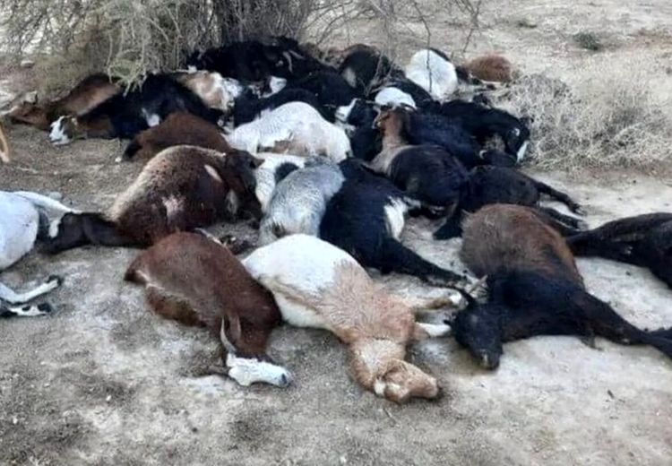 مرگ یک چوپان و 100 راس گوسفند بر اثر خفگی