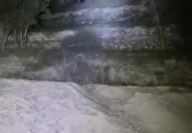 گذر توله خرس‌های قهوه‌ای از ارتفاعات فیروزکوه