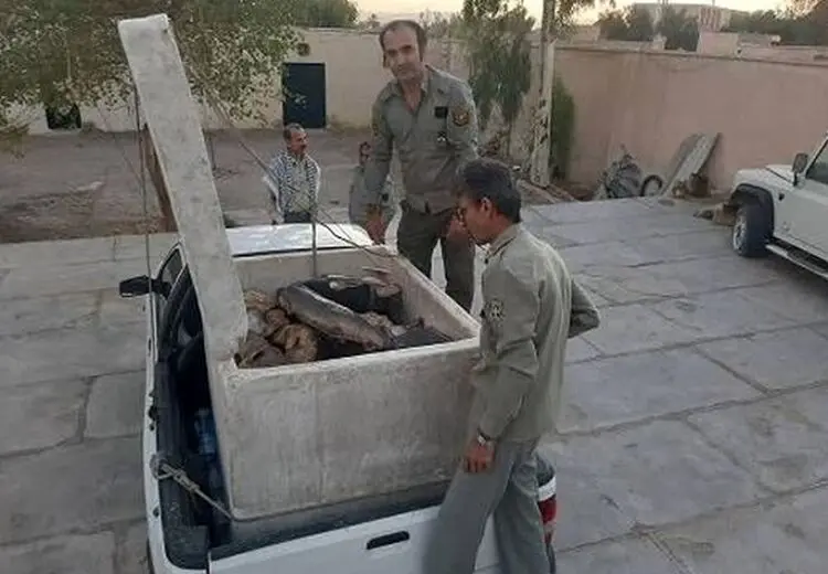 کشف محموله قاچاق کوسه‌ماهی در سیستان و بلوچستان