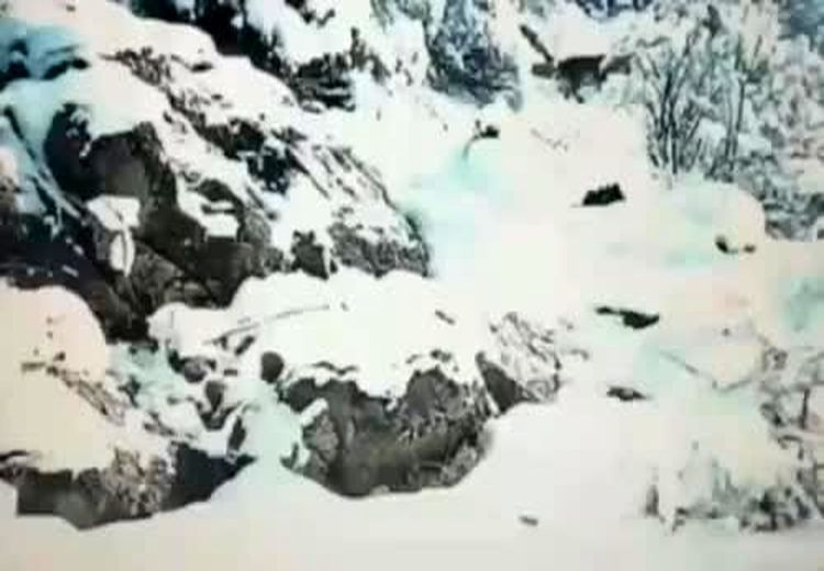  مشاهدۀ یک پلنگ ماده و توله‌اش در ارتفاعات برفی گیلان/ فیلم