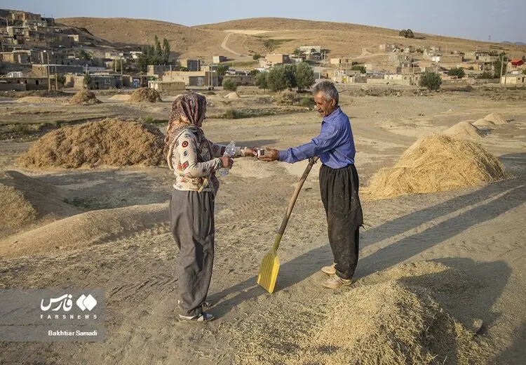 برداشت خرمن در فصل « خه رمانان»