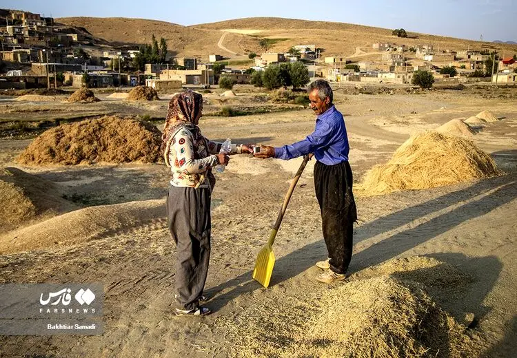 برداشت خرمن در فصل « خه رمانان»