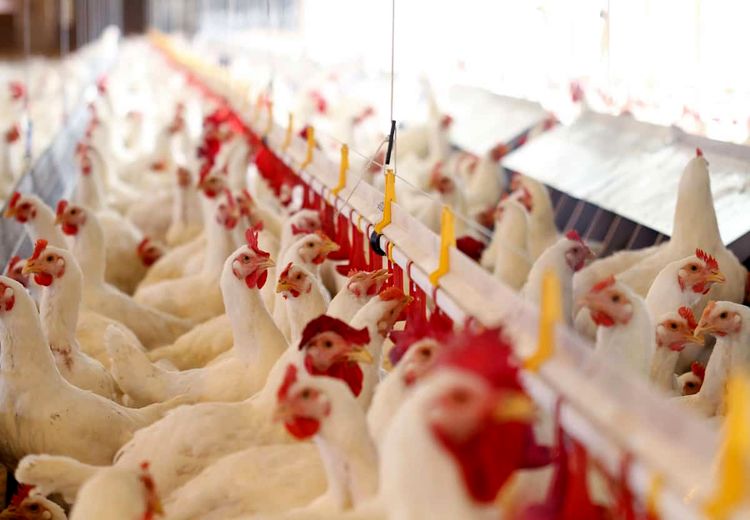 وزارت جهاد کشاورزی به دنبال کاهش واردات مرغ