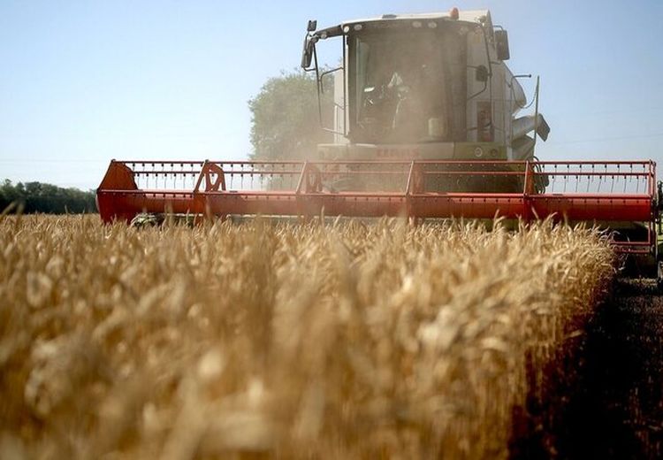 دولت مکلف است قیمت گندم را به زودی اعلام کند
