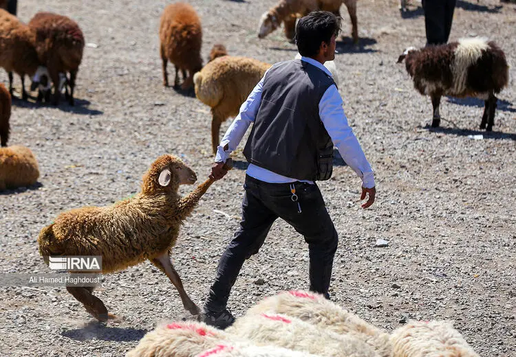 به پیشواز عید قربان