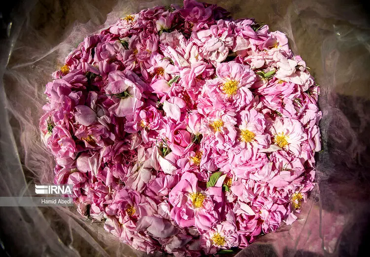 برداشت گل محمدی 