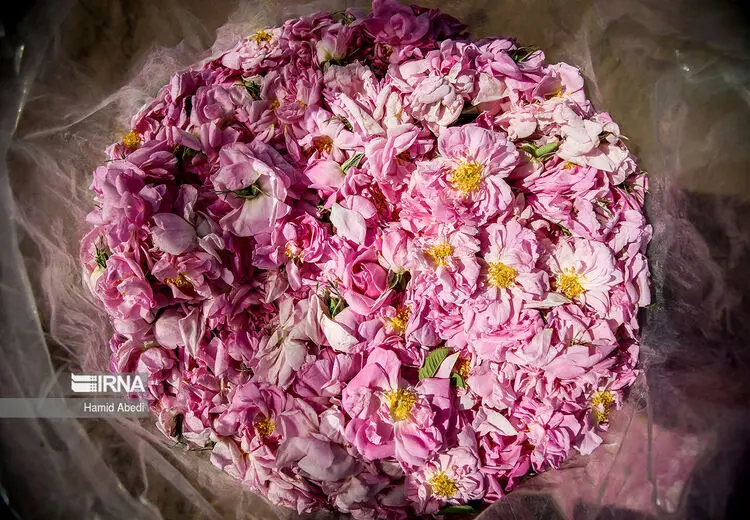 برداشت گل محمدی 
