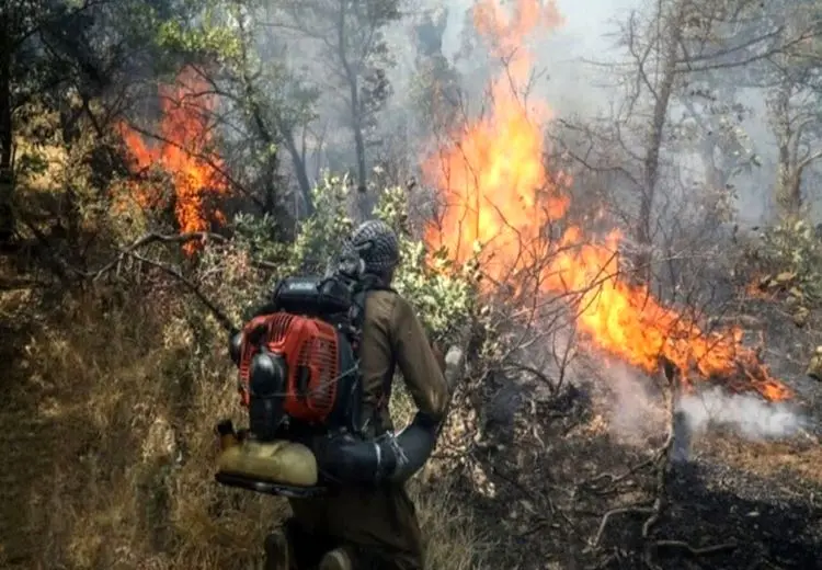 پنج هکتار از عرصه‌های جنگلی گیلان دچار حریق شد + فیلم