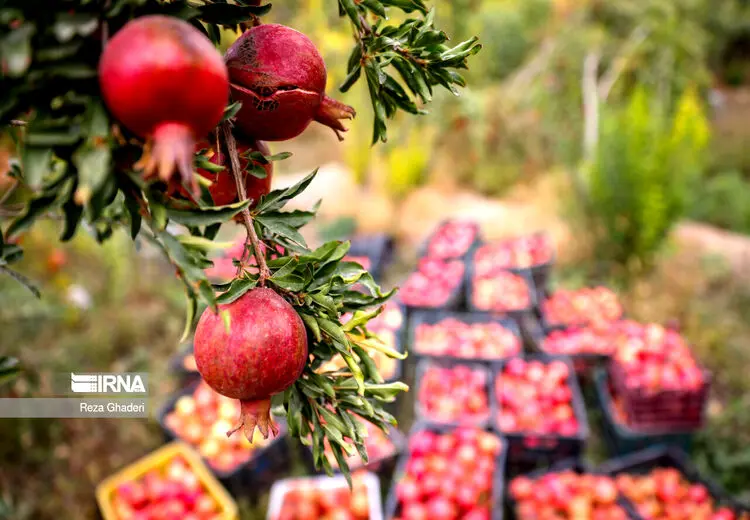 انارهای فاروق